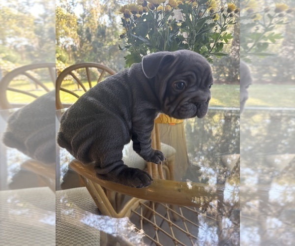 Medium Photo #2 French Bulldog Puppy For Sale in FLORAL CITY, FL, USA