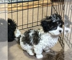 Small #2 Shih-Poo