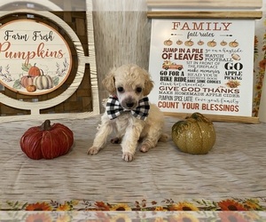 Poodle (Toy) Puppy for Sale in WINSTON SALEM, North Carolina USA