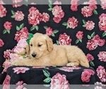 Small Photo #2 Golden Retriever Puppy For Sale in GORDONVILLE, PA, USA