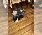 Small #4 Chihuahua Mix