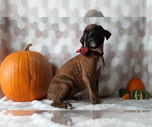 Boxer Puppy for sale in LANCASTER, PA, USA