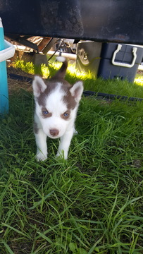 Medium Photo #1 Siberian Husky Puppy For Sale in CENTRAL POINT, OR, USA
