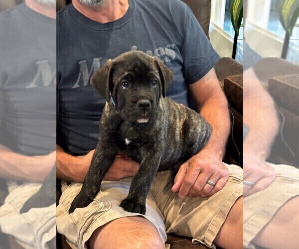 Medium Photo #7 Cane Corso Puppy For Sale in REEVESVILLE, SC, USA