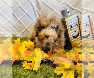 Aussiedoodle Miniature -Poodle (Toy) Mix Puppy for sale in CINCINNATI, OH, USA