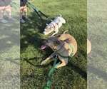 Small #11 American Pit Bull Terrier-Bulldog Mix
