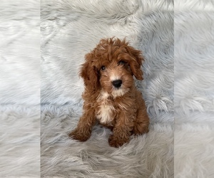 Cavapoo Puppy for sale in CLIFTON, KS, USA
