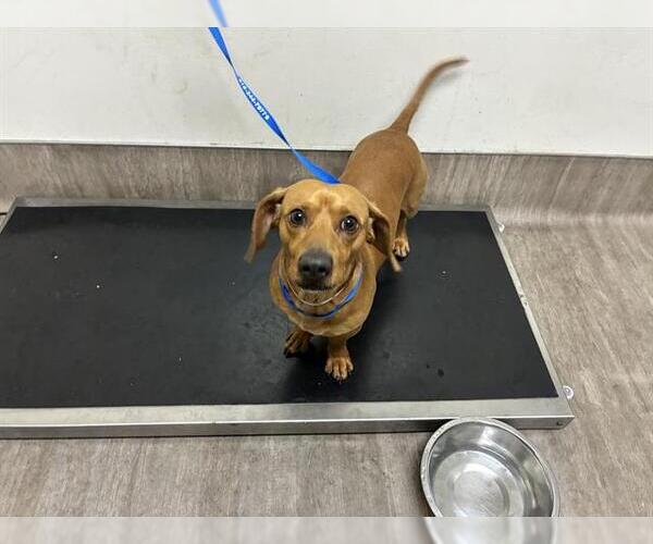 Medium Photo #1 Dachshund Puppy For Sale in Pasadena, CA, USA