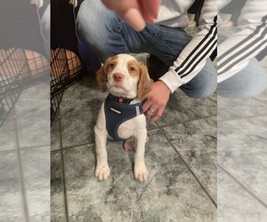 Brittany Puppy for sale in DECKER PR, TX, USA