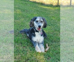 Mother of the Aussiedoodle puppies born on 02/13/2025
