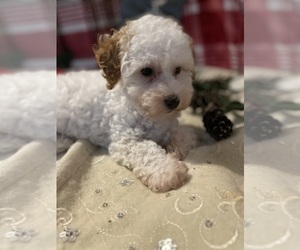 Poodle (Miniature) Puppy for sale in QUEEN CITY, MO, USA