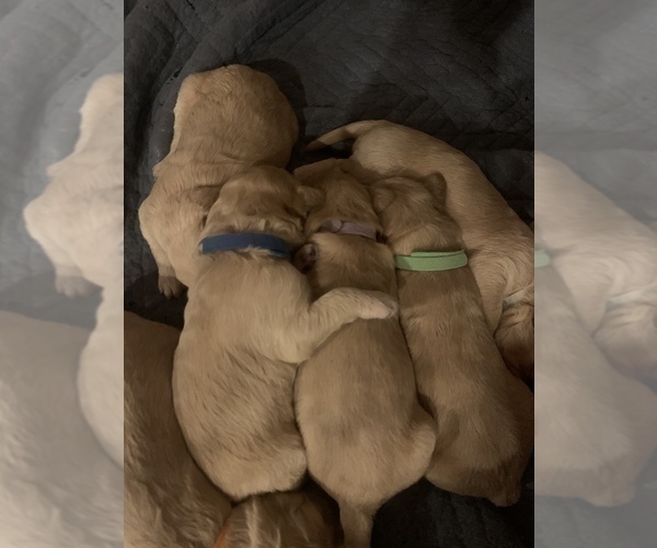 Medium Photo #49 Goldendoodle Puppy For Sale in RATHDRUM, ID, USA
