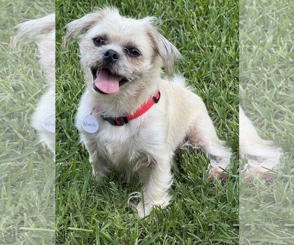 Medium Photo #1 Malti-pug Puppy For Sale in Rockaway, NJ, USA