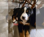 Small #3 Bernese Mountain Dog