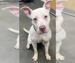 Mutt Dogs for adoption in Forestville, MD, USA