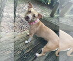 Small #2 American Pit Bull Terrier-Labrador Retriever Mix