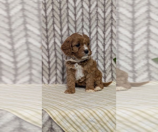 Medium Photo #43 Cavapoo (Miniature) Puppy For Sale in GOSHEN, IN, USA
