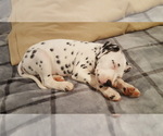 Small Photo #3 Dalmatian Puppy For Sale in RUFFIN, NC, USA