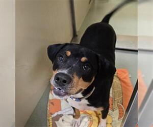 Mutt Dogs for adoption in Placerville, CA, USA