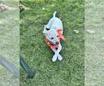 Small Photo #4 Mutt Puppy For Sale in Escondido, CA, USA