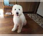 Puppy 3 Goldendoodle-Poodle (Standard) Mix