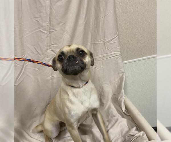 Medium Photo #1 Chug Puppy For Sale in Modesto, CA, USA
