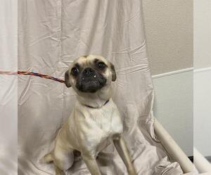Chug Dogs for adoption in Modesto, CA, USA