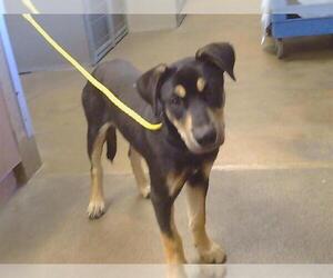 Labrador Retriever-Unknown Mix Dogs for adoption in Sacramento, CA, USA