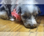Small Photo #4 Australian Shepherd Puppy For Sale in BOWLING GREEN, KY, USA