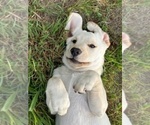 Small Photo #3 Labrador Retriever Puppy For Sale in CLAY CENTER, KS, USA