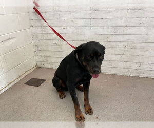 Rottweiler Dogs for adoption in San Bernardino, CA, USA