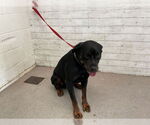 Small Rottweiler