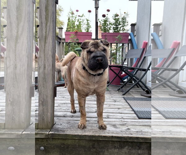 Medium Photo #2 Mutt Puppy For Sale in Prescott, Ontario, Canada