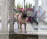 Small #1 Mutt