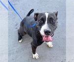 Small Staffordshire Bull Terrier Mix