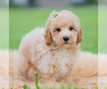 Small #2 Maltipoo (Miniature)