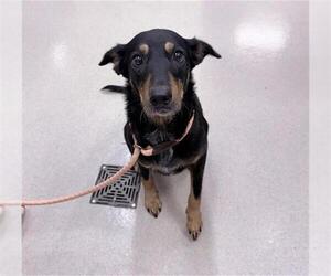Australian Kelpie-Unknown Mix Dogs for adoption in Baytown, TX, USA