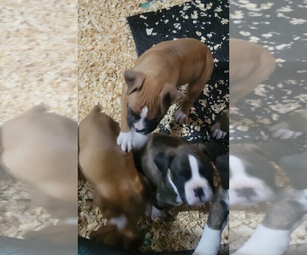 Medium Photo #8 Boxer Puppy For Sale in STAFFORD SPRINGS, CT, USA
