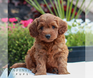 Goldendoodle (Miniature) Puppy for Sale in LITITZ, Pennsylvania USA