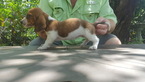 Puppy 8 Basset Hound