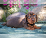 Puppy Sam Dachshund