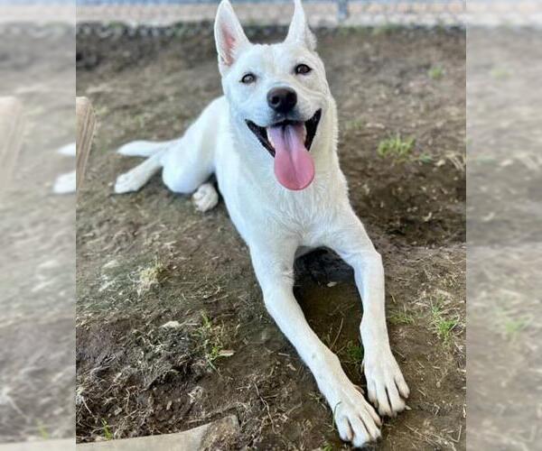 Medium Photo #2 Siberian Husky-Unknown Mix Puppy For Sale in Riverside, CA, USA