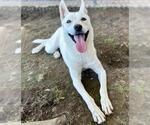 Small #1 Siberian Husky Mix
