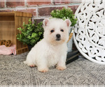 Small #4 West Highland White Terrier