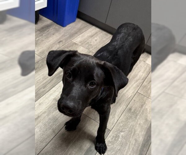 Medium Photo #1 Labrador Retriever-Unknown Mix Puppy For Sale in Redlands, CA, USA