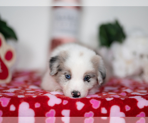 Border Collie Puppy for sale in CONWAY, MO, USA