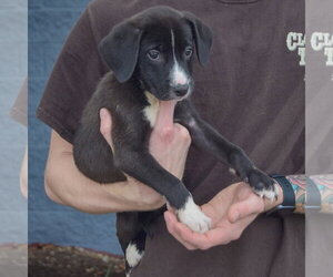 Hudson - Male Border Collie-Unknown Mix Dog for Adoption - Photo #2