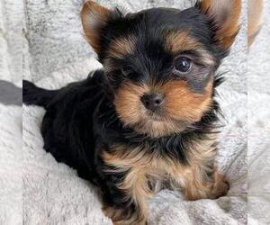 Biewer Terrier Puppy for sale in CHERAW, SC, USA