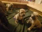 Small Photo #1 Boerboel Puppy For Sale in ALBUQUERQUE, NM, USA