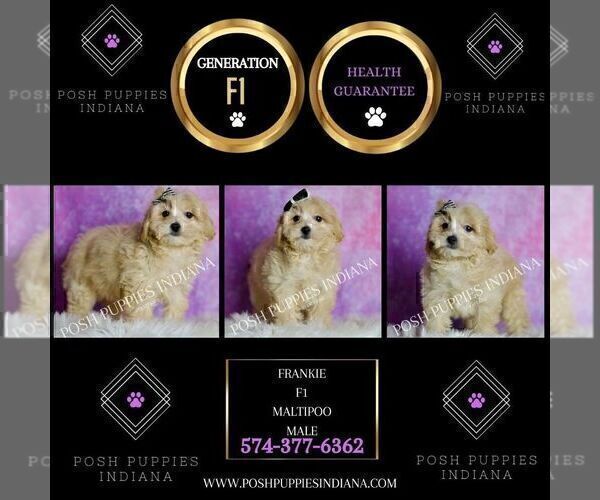 Medium Photo #2 Maltipoo (Miniature) Puppy For Sale in WARSAW, IN, USA